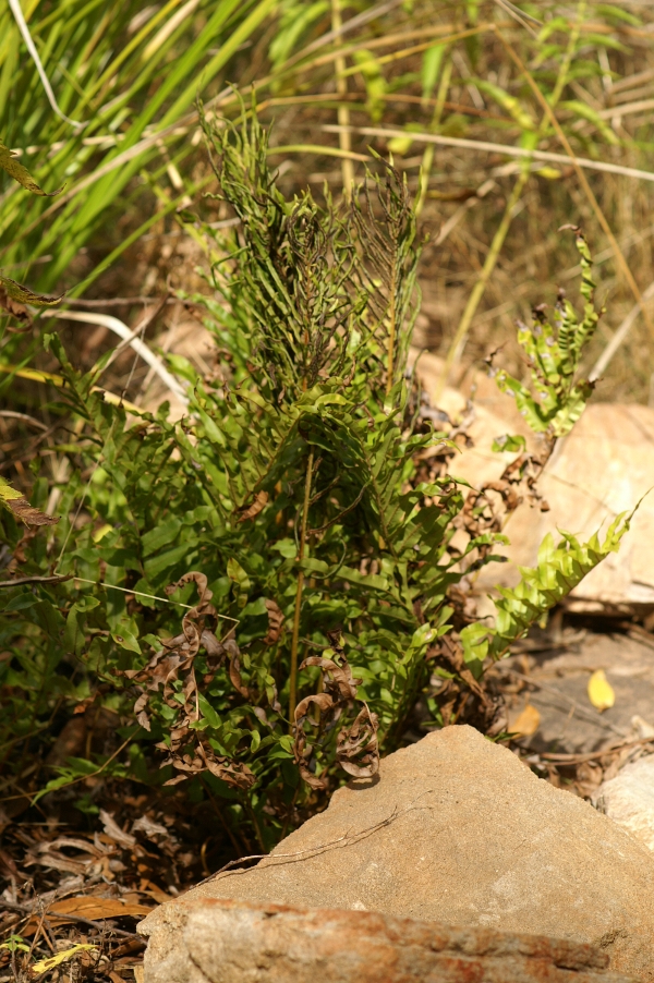 Blechnum minus